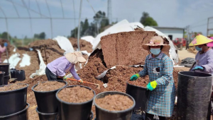 藍莓應用(藍莓saas)