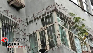 一群麻雀叫(一群麻雀進屋是什么兆頭)