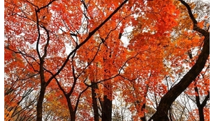 搜索楓葉（楓葉交友是什么平臺）