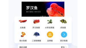 龍巔水族論壇（龍巔水族怎么樣）
