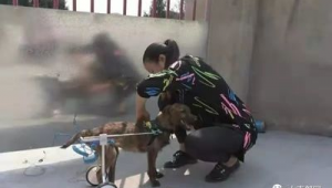 動(dòng)物救助站國(guó)家有補(bǔ)貼嗎（南部縣動(dòng)物救助站電話）