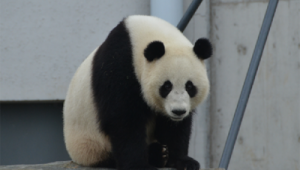 下載黑豹（黑豹vp(永久免費)下載）