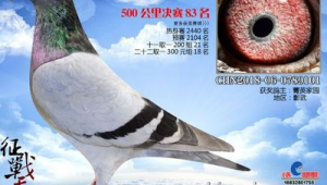 2016年立群公棚決賽成績(jī)(立群賽鴿公棚)