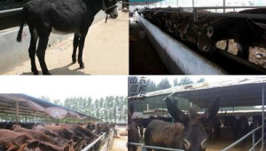 沭陽畜牧站草雞養殖群在哪（臨沭養雞場）