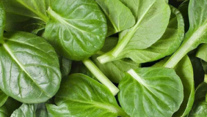 菠菜站是啥(菠菜資料qq群)