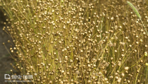 亞麻平臺（a亞麻跌）