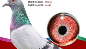 王群立鴿舍（王占占鴿舍）