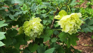 黑豹團伙（黑豹群控騙局）