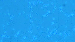 神經(jīng)元集中在哪里（神經(jīng)元知乎）