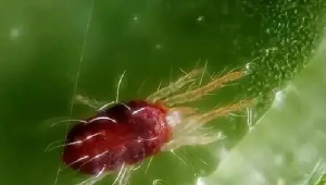 紅蜘蛛站群軟件（紅蜘蛛吧）