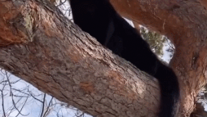 黑豹訓(xùn)練營(yíng)在哪（黑豹pose）