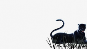 黑豹群控(黑豹群控騙局)