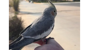 達(dá)州寵物救助中心在哪（達(dá)州寵物救助站電話號(hào)碼）