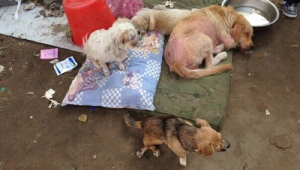 哈爾濱劉麗寵物救助站qq群號（哈爾濱寵物救助站領(lǐng)養(yǎng)寵物）