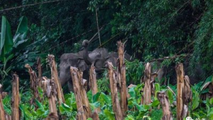 勐阿鎮(zhèn)林業(yè)站野象群介紹（勐海野象預(yù)警）