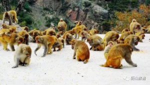 一群猴子站一隊圖片（一群猴子排成一圈）